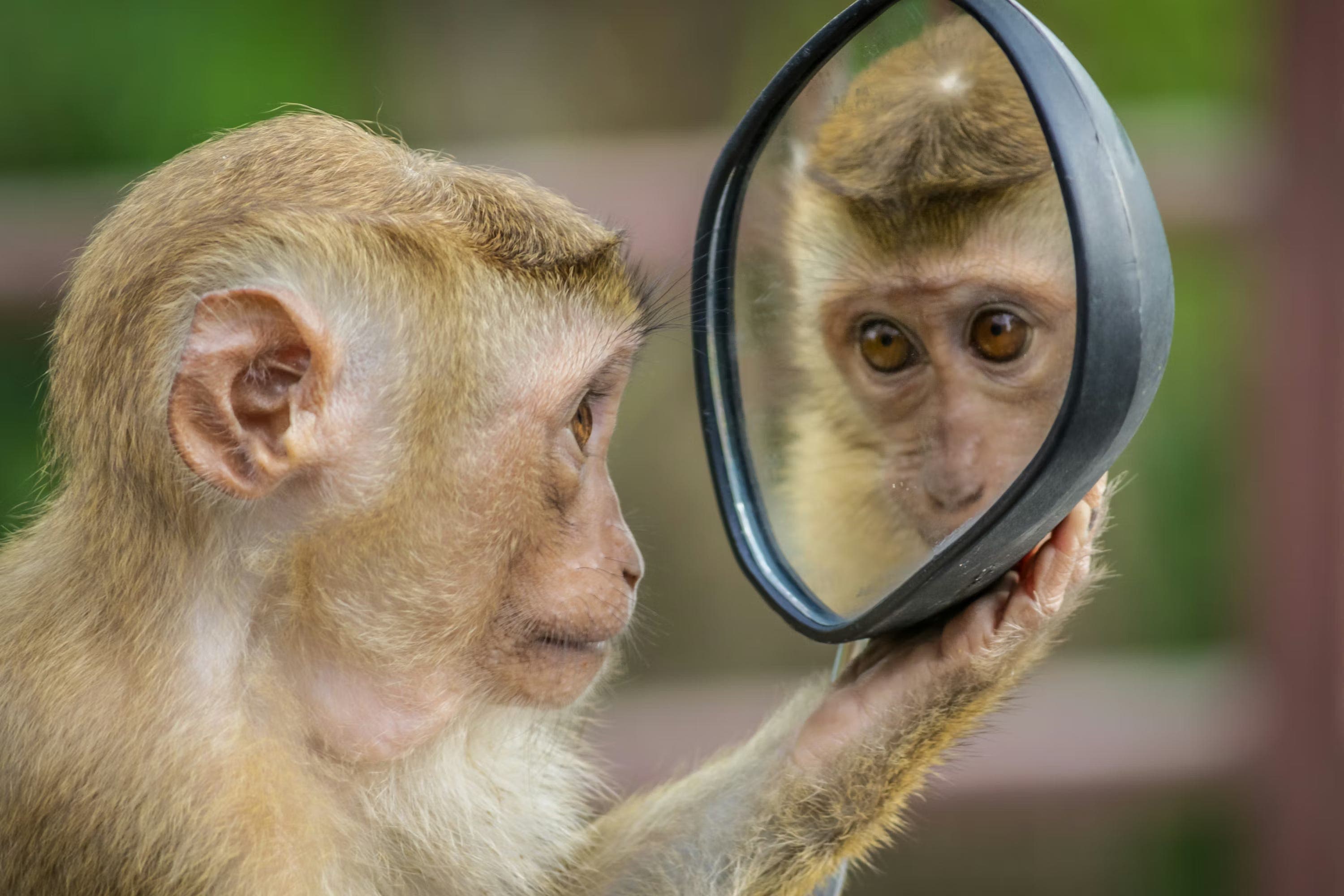 Stranger in the Mirror